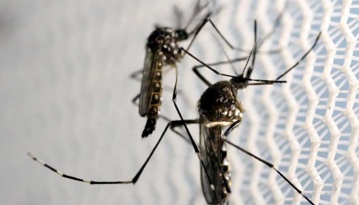Brasil é país com mais casos de dengue no mundo, alerta OMS